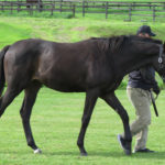 先週末の中央競馬勝ち馬