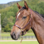 先週末の中央競馬勝ち馬