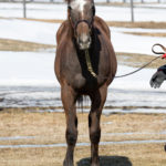 先週末の中央競馬勝ち馬