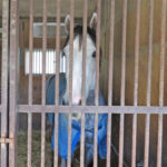 グランソヴァール　中山競馬場で誘導馬に