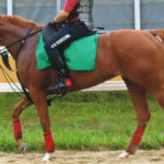 先週末の中央競馬勝ち馬