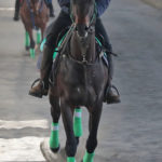 先週末の中央競馬勝ち馬