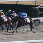 先週末の中央競馬勝ち馬