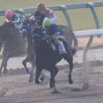 先週末の中央競馬勝ち馬