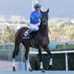 先週末の中央競馬勝ち馬