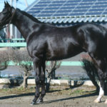 先週末の中央競馬勝ち馬