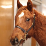 北海道在厩募集馬の最新画像、動画をご覧いただきましたでしょうか？