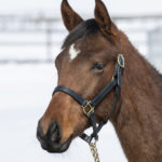 先週末の中央競馬勝ち馬