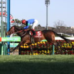 先週末の中央競馬勝ち馬