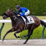 先週末の中央競馬勝ち馬