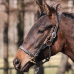 今週は日本ダービー！ダービー馬キズナの産駒デプロマトウショウ21にも期待！