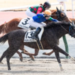 先週末の中央競馬勝ち馬