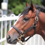 先週末の中央競馬勝ち馬