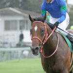 先週末の中央競馬勝ち馬