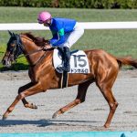 先週末の中央競馬勝ち馬