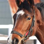 先週末の中央競馬勝ち馬