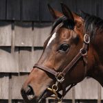 先週末の中央競馬勝ち馬