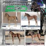 パンサラッサ産駒が続々誕⽣！そして2年⽬の種付けシーズン！！