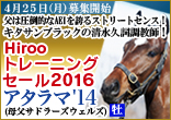 【ストリートセンス産駒の即戦力仕様】Hirooトレーニングセール２０１６のご案内