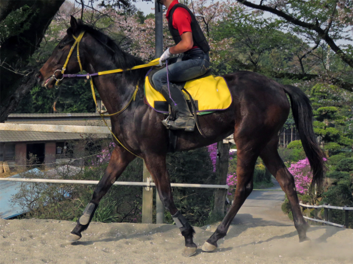 【1人1口48名限定】カナロアガール、キャンセル分入厩直前抽選申込受付