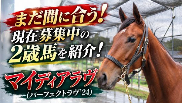 まだ間に合う！現在募集中の２歳馬を紹介！マイディアラヴ（パーフェクトラヴ’ 24）