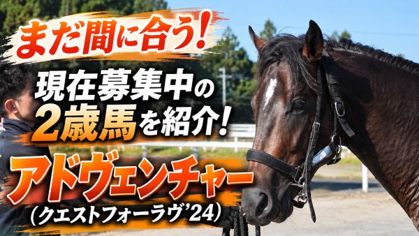 まだ間に合う！現在募集中の２歳馬を紹介！アドヴェンチャー（クエストフォーラヴ’ 24）