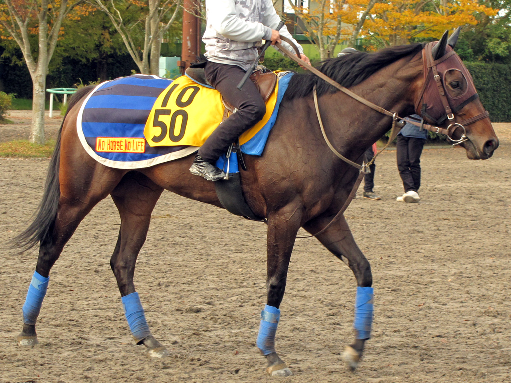 出資馬近況 11 10 ゼロカラノキセキ いざ復帰戦 Hakuと愉快な仲間たち 本館