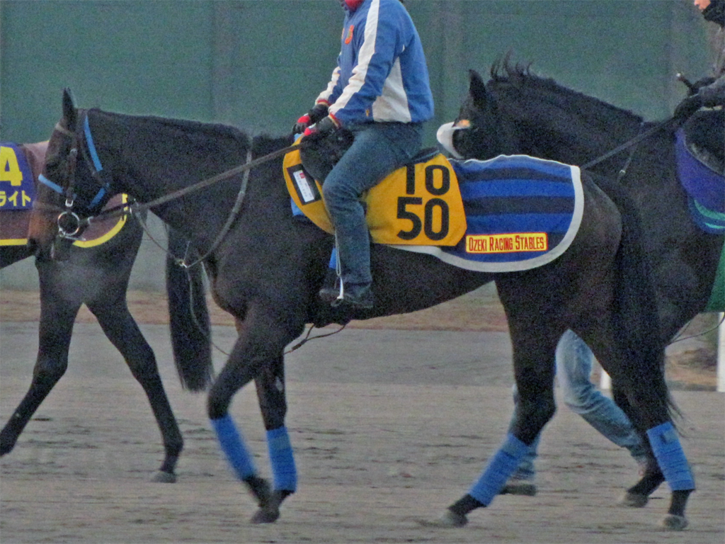 出資馬近況 12 22 ゼロカラノキセキ 予定通り中山へ Hakuと愉快な仲間たち 本館