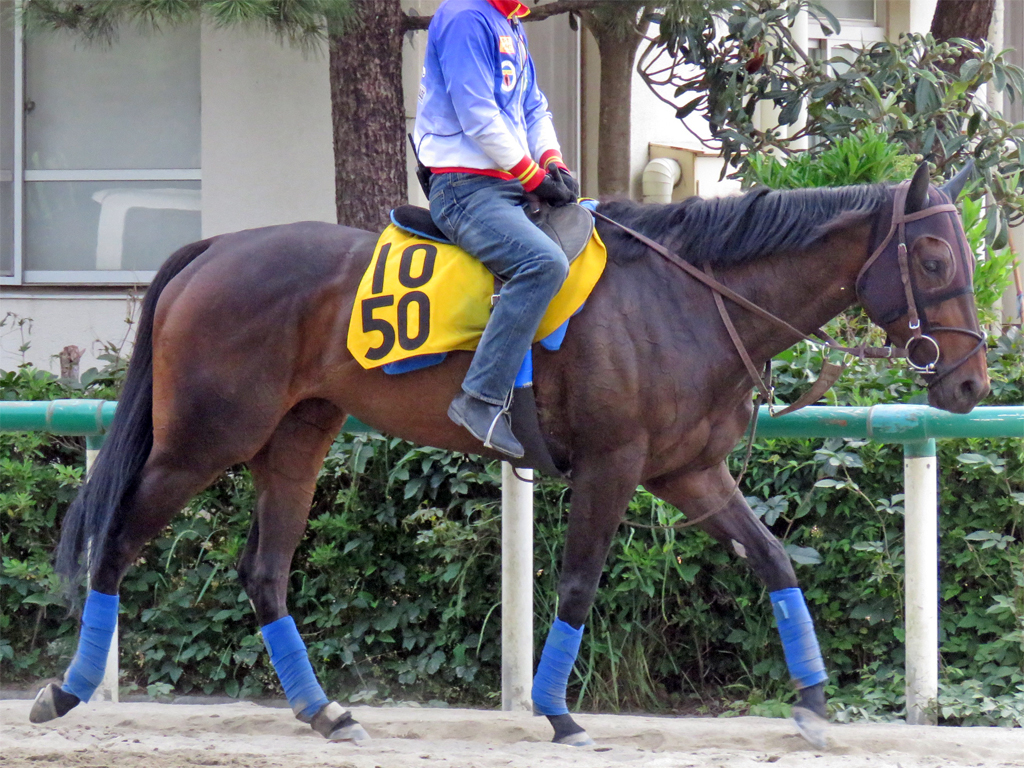 出資馬出走情報 6 1 ゼロカラノキセキ 浦和10r マルチステッキ賞出走 Starry Days