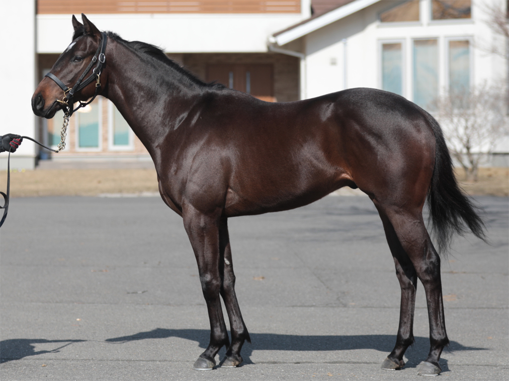 ゼロカラノキセキ 19フォト 広尾サラブレッド倶楽部