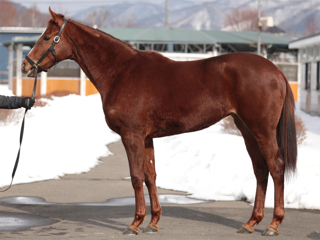 アスカビレン 全てのフォト 広尾サラブレッド倶楽部