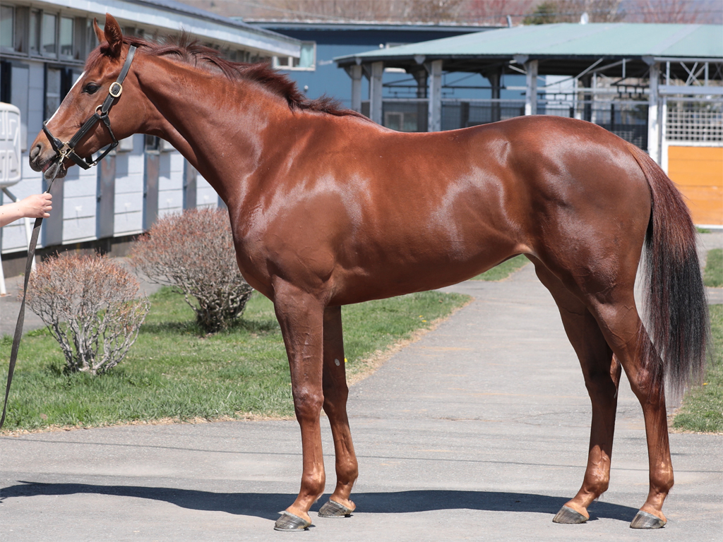 アスカビレン 全てのフォト 広尾サラブレッド倶楽部