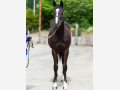 様似木村牧場