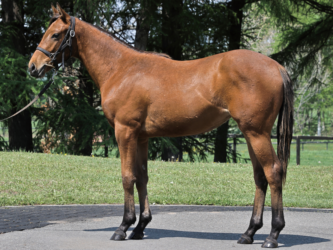 サダムノンノ' 24
