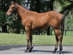 サダムノンノ' 24