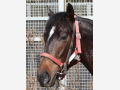 JOJI STABLE フォト-2