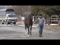 小国スティーブル