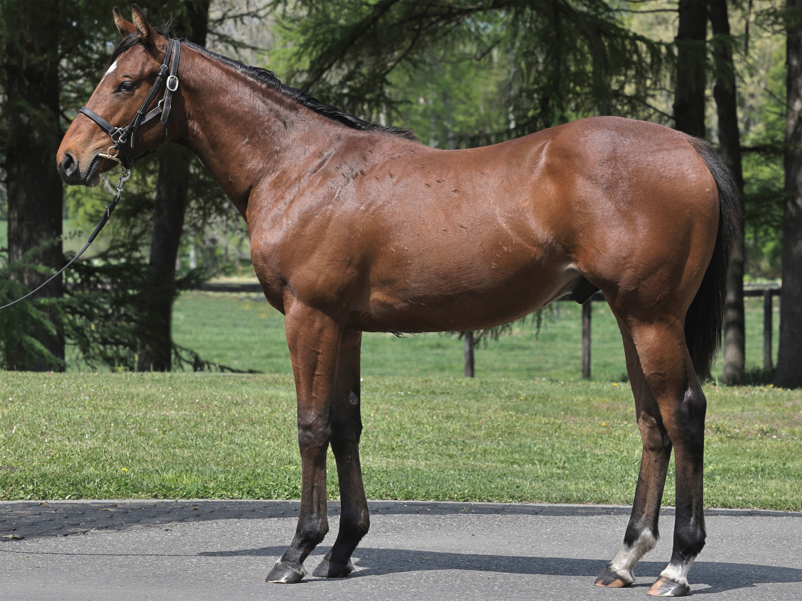 アドアストラ' 25