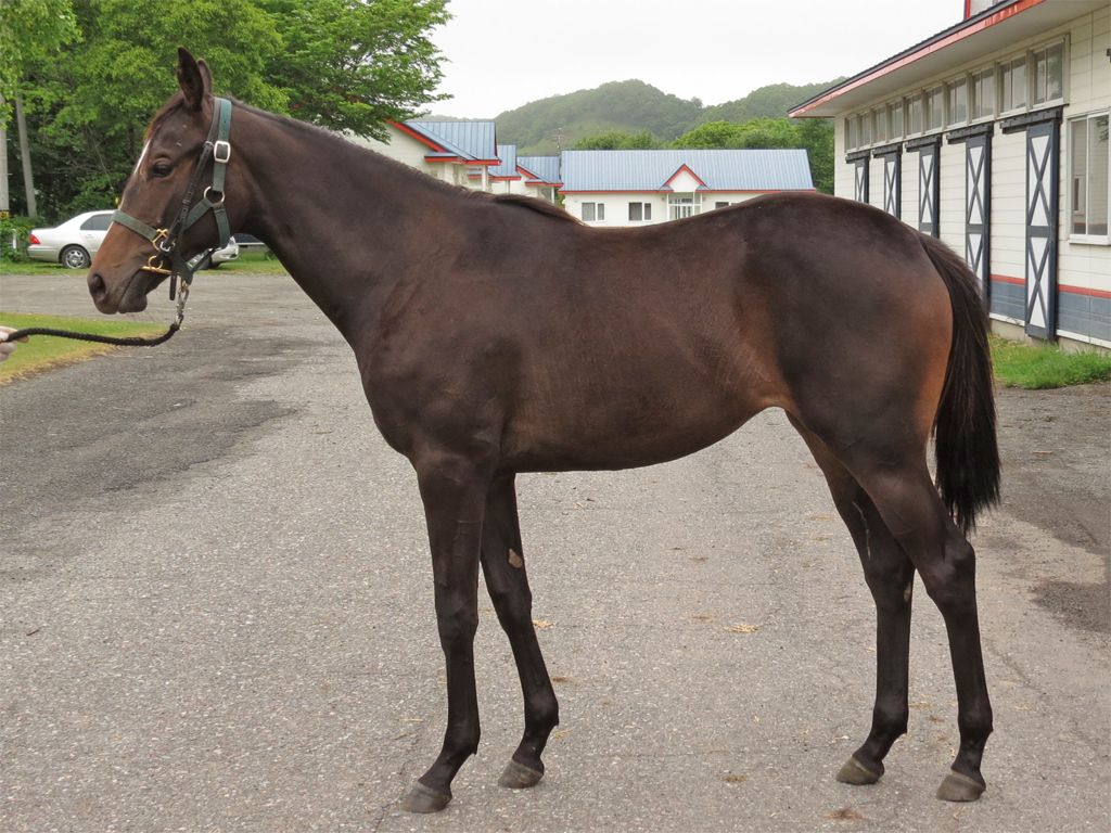 ☆ビッグサイズ☆油絵☆　『馬』　障害競走 20250816 競馬ﾚｰｽﾄﾋﾟｯｸ 16【6馬身差圧勝!!】'25名3-7-09R D1200