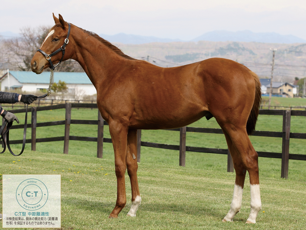 競馬熱病時代 Kyoto Racecourse 100th Anniversary x Europe Kikaku] Horse