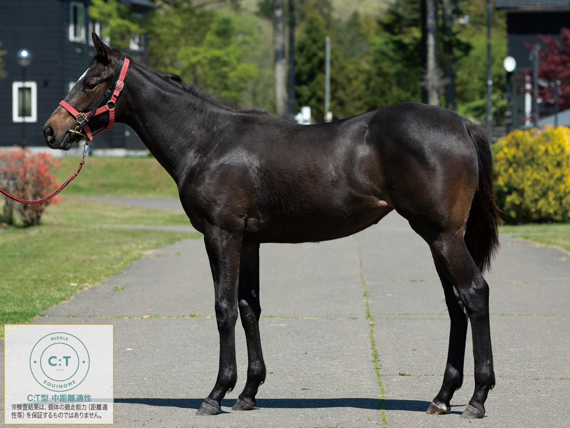 競馬熱病時代 JRA「悪夢再び？」ダンビュライト大暴れを陣営も心配か