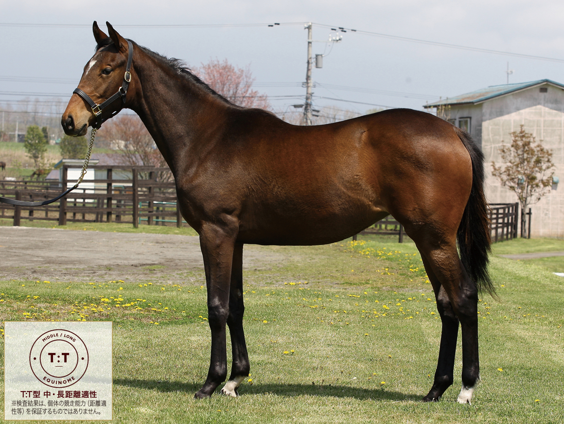 競馬熱病時代 JRA「悪夢再び？」ダンビュライト大暴れを陣営も心配か